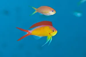 Thailand Prints: Flame anthias (Pseudanthias ignitus) displaying to the more drab female (above) during