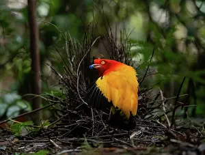 Papua New Guinea Prints: Flame bowerbird (Sericulus ardens) male