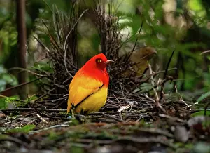 Papua New Guinea Prints: Flame bowerbird (Sericulus ardens) male displaying towards female on lek
