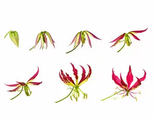 Images Dated 11th June 2019: Flame lily (Gloriosa superba), timelapse sequence from opening bud to flowering, tepals