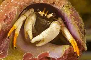 Flame tip hermit crab (Calcinus minutus), a left-handed hermit crab that is often found
