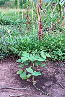 Legume Prints: Flame tree (Delonix regia) in a tree nursery dedicated to reforestation and extending the Akagera National Park