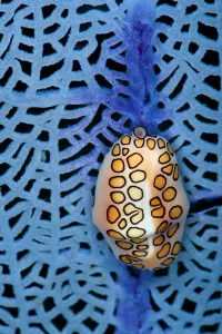 Flamingo tongue (Cyphoma gibbosum) feeding on a seafan (Gorgonia ventalina