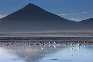 Flamingos on Laguna / Lake Colorado at dawn, Eduardo Avaroa Andean Fauna National Reserve