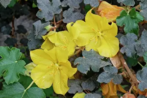 Rosanae Prints: Flannel bush (Fremontodendron californicum) a montane species from western USA