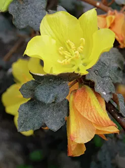 Rosanae Prints: Flannel bush (Fremontodendron californicum) a montane species from western USA