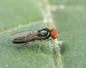 Muscomorpha Prints: Flat-footed fly (Bertamyia notata) male