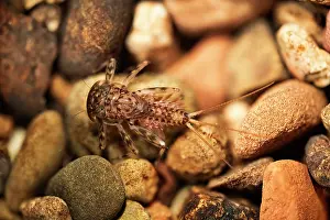 Nymph Prints: Flat-headed mayfly (Ecdyonurus sp)