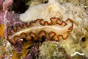 Life on Earth Collection: Flatworm (Maiazoon orsaki) Raja Ampat, Irian Jaya, West Papua, Indonesia, Pacific Ocean
