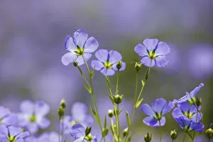 Flowers Collection: Flax flowers (Linum usitatissimum) Monmouthshire, Wales, UK, May