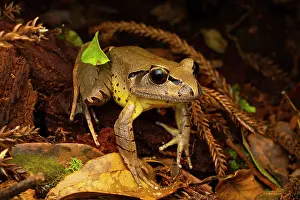 Myobatrachidae Prints: Fleay's barred frog (Mixophyes fleayi) among leaf litter at night at edge of stream