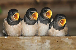 Fledgling Barn swallows (Hirundo rustica) calling for food in barn. Dorset, UK, August