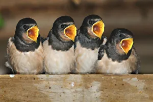 Juvenile Prints: Fledgling Barn swallows (Hirundo rustica) calling for food in barn. Dorset, UK, August