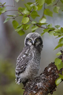 Fledgling Northern Hawk Owl (Surnia ulula). Finland. June
