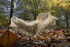 Images Dated 8th November 2019: Fleecy milk-cap fungus (Lactifluus / Lactarius vellereus