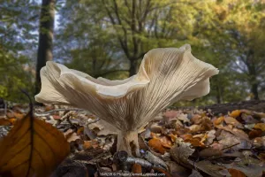 Fleecy milk-cap fungus (Lactifluus / Lactarius vellereus