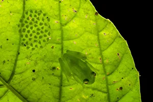 Centrolenidae Prints: Fleischmanns glassfrog (Hyalinobatrachium fleischmanni) male attending eggs