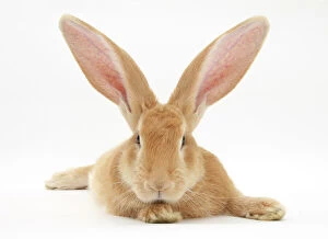 Babies Gallery: Flemish giant rabbit with ears erect