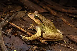 Leaf Litter Prints: Fletcher's frog (Lechriodus fletcheri) resting In forest leaf litter