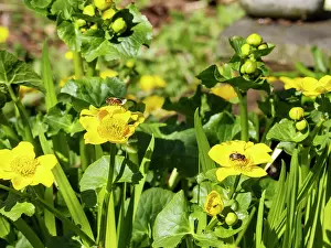 Ranunculaceae Prints: Two flies collecting pollen from Marsh marigold (Caltha palustris) in a garden pond