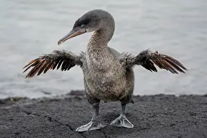 Fernandina Island Prints: Flightless cormorant (Nannopterum harrisi) standing on the shore spreading its wings