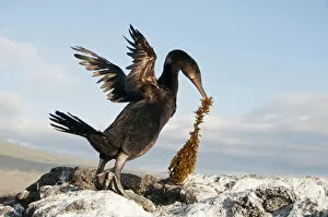 Images Dated 27th November 2012: Flightless Cormorant (Nannopterum / Phalacrocorax harrisi) with nesting material. Banks Bay