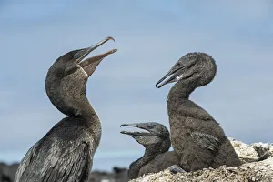 Flightless cormorant (Phalacrocorax harrisi), adult and two chicks. Beagle Crater Flightless cormorant (Phalacrocorax harrisi), adult and two chicks. Beagle Crater