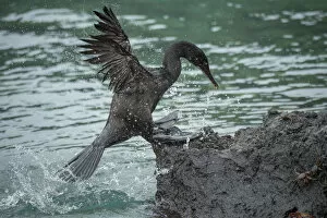 Images Dated 30th January 2019: Flightless cormorant (Phalacrocorax harrisi) coming ashore amongst crabs