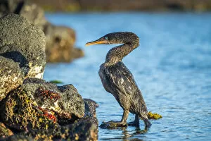 August 2021 Highlights Gallery: Flightless cormorant (Phalacrocorax harrisi), comoing ashore after fishing trip