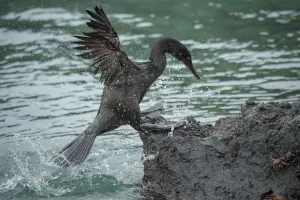 Flightless cormorant (Phalacrocorax harrisi) coming ashore amongst crabs