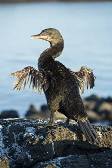 Flightless cormorant (Phalacrocorax harrisi) drying wings, on rocks. Punta Espinosa