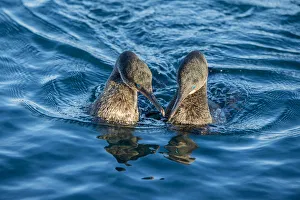 Flightless cormorant (Phalacrocorax harrisi) pair in courtship, Puerto Pajas, Isabela Island