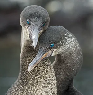 Affection Prints: Flightless cormorant (Phalacrocorax harrisi) pair in courtship Puerto Pajas