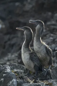 Flightless cormorant (Phalacrocorax harrisi) pair with Starfish (Asteroidea)