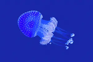 Scyphozoa Prints: Floating bell (Phyllorhiza punctata) swimming in aquarium