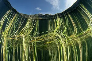Lilianae Prints: Floating bur-reed (Sparganium angustifolium) reflecting close to the water surface