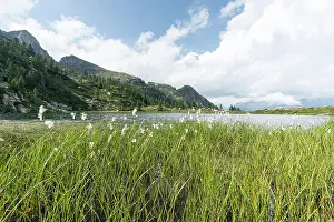 Lilianae Prints: Floating bur-reeds (Sparganium angustifolium) in flower at lake surface with mountains in background