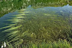 Lilianae Prints: Floating bur-reeds (Sparganium angustifolium) at lake surface