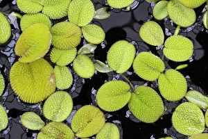 Pteridophytina Prints: Floating fern (Salvinia molesta) on water surface