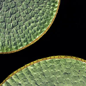 Nick Garbutt Prints: Floating leaves of Giant water lily (Victoria amazonica). Northern Pantanal, Cuiaba River