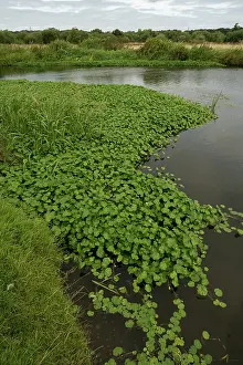 Alien Species Prints: Floating pennywort (Hydrocotyle ranunculoides)