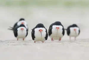 Adult Gallery: Flock of adult Black skimmers (Rynchops niger), in breeding plumage, resting on a beach