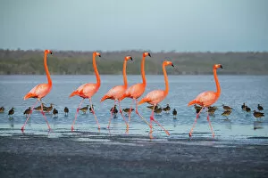Images Dated 2nd August 2022: Flock of American flamingos (Phoenicopterus ruber) performing courtship strutting