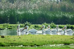 Pelecanus Prints: Flock of American white pelicans (Pelecanus erythrorhynchos) swimming and feeding in a flooded part of a chinanpas