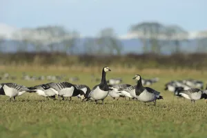 Flock of Barnacle geese (Branta leucopsis) feeding on grazing marshes, Caerlaverock WWT