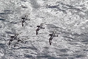 Flock of Cape petrels (Daption capense capense) in flight against the sea. Against the sun