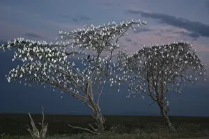 Images Dated 9th February 2009: Flock of Cattle Egrets (Bubulcus ibis) in roosting trees at dusk, Imba Ndutu, Serengeti NP
