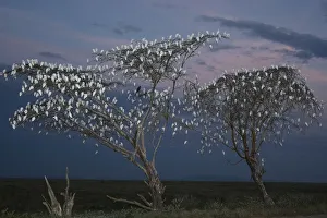 Horizon Prints: Flock of Cattle Egrets (Bubulcus ibis) in roosting trees at dusk, Imba Ndutu, Serengeti NP