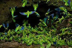 Flock of Cobalt-winged parakeets (Brotogeris cyanoptera) feeding on clay at a clay lick, Yasuni National Park