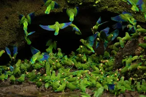 Bookplate Prints: Flock of Cobalt-winged parakeets (Brotogeris cyanoptera) feeding on clay at a clay lick